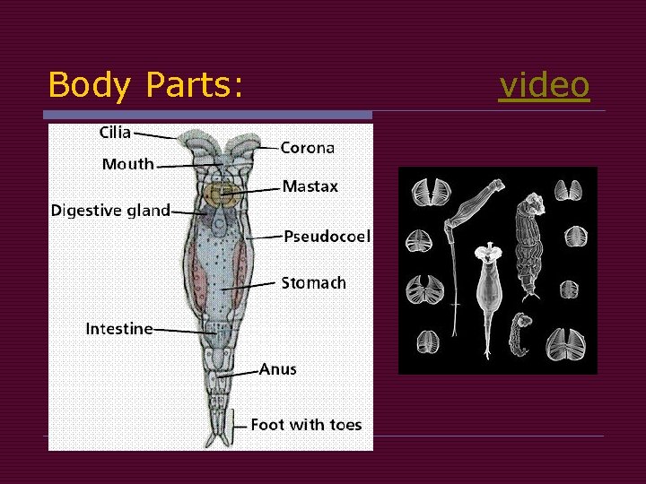 Body Parts: video Body Parts: video