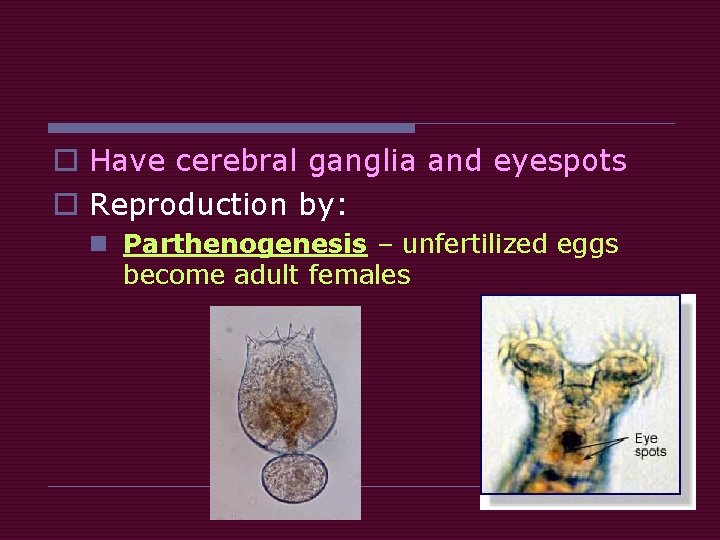 o Have cerebral ganglia and eyespots o Reproduction by: n Parthenogenesis – unfertilized eggs o Have cerebral ganglia and eyespots o Reproduction by: n Parthenogenesis – unfertilized eggs