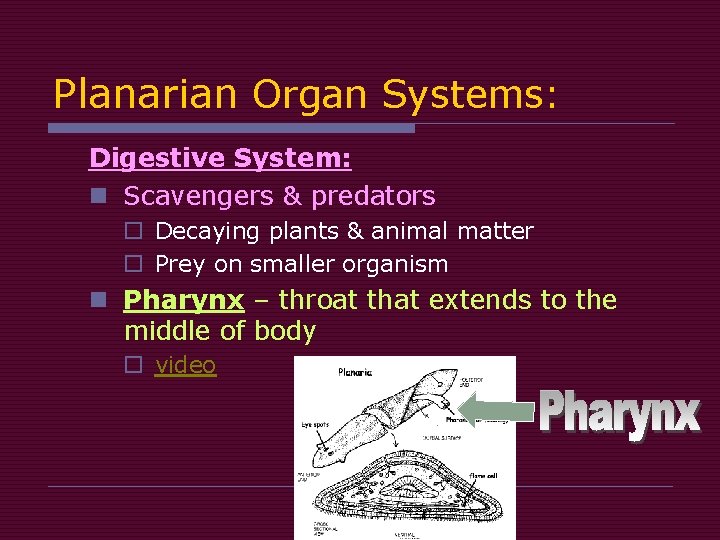 Planarian Organ Systems: Digestive System: n Scavengers & predators o Decaying plants & animal Planarian Organ Systems: Digestive System: n Scavengers & predators o Decaying plants & animal