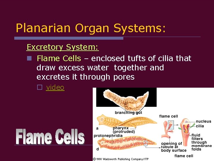 Planarian Organ Systems: Excretory System: n Flame Cells – enclosed tufts of cilia that Planarian Organ Systems: Excretory System: n Flame Cells – enclosed tufts of cilia that