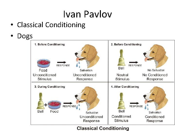 Ivan Pavlov • Classical Conditioning • Dogs 