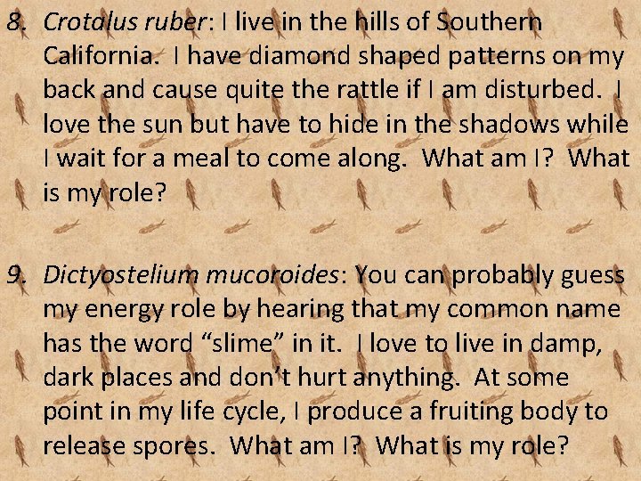 8. Crotalus ruber: I live in the hills of Southern California. I have diamond