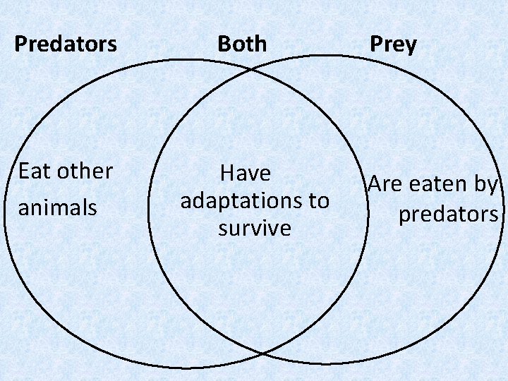 Predators Eat other animals Both Have adaptations to survive Prey Are eaten by predators