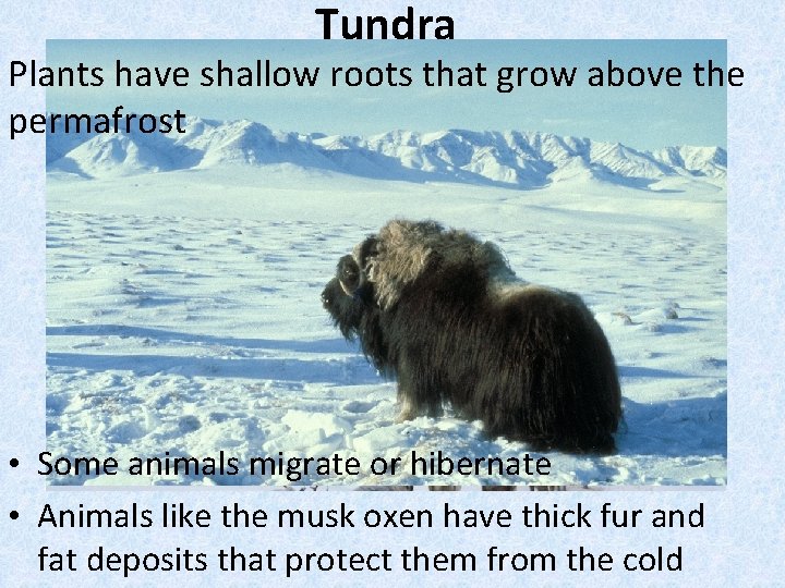 Tundra Plants have shallow roots that grow above the permafrost • Some animals migrate