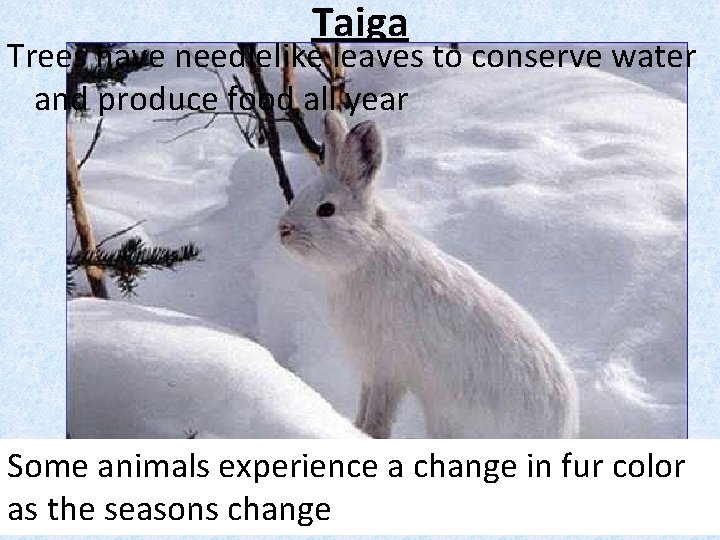 Taiga Trees have needlelike leaves to conserve water and produce food all year Some