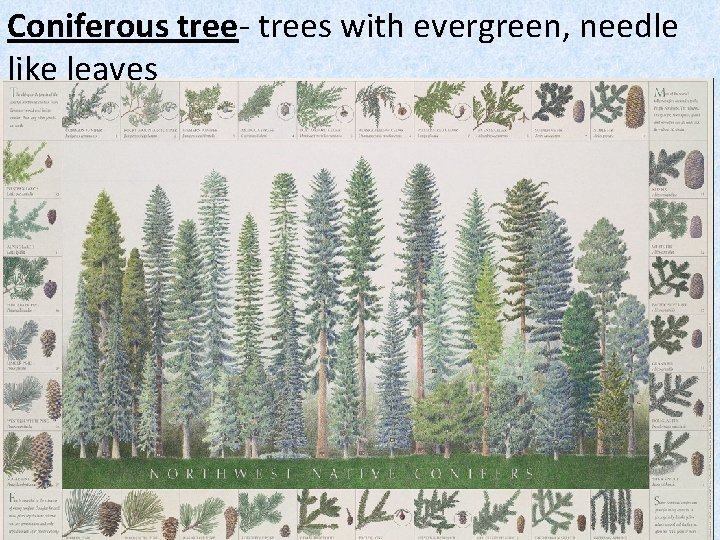 Coniferous tree- trees with evergreen, needle like leaves 