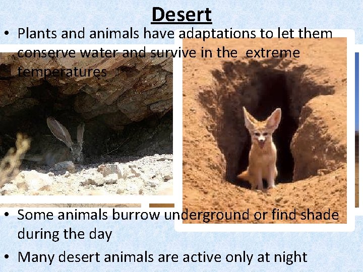 Desert • Plants and animals have adaptations to let them conserve water and survive