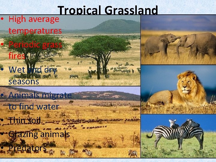 Tropical Grassland • High average temperatures • Periodic grass fires • Wet and dry