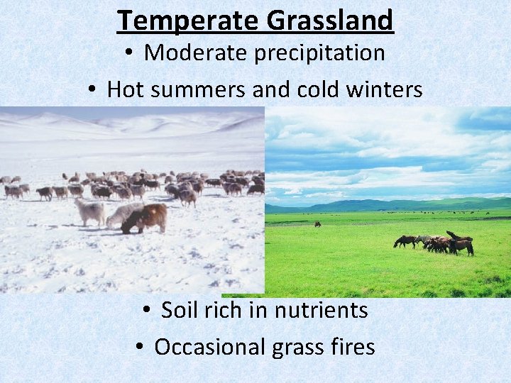 Temperate Grassland • Moderate precipitation • Hot summers and cold winters • Soil rich