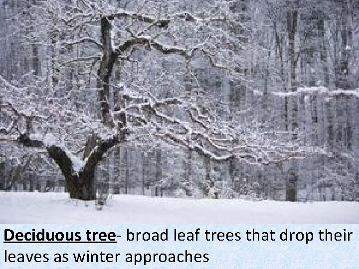 Deciduous tree- broad leaf trees that drop their leaves as winter approaches 