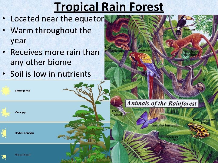 Tropical Rain Forest • Located near the equator • Warm throughout the year •