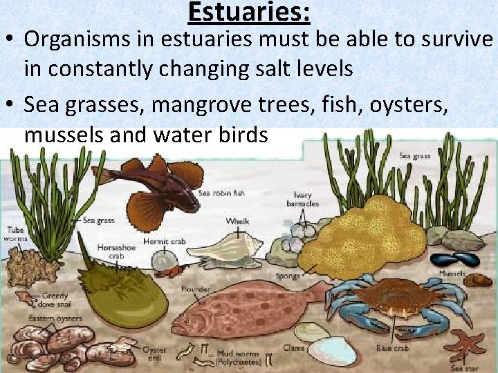 Estuaries: • Organisms in estuaries must be able to survive in constantly changing salt