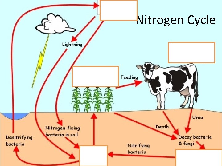 Nitrogen Cycle Nitrogen cycle- the cycling of nitrogen between organism, soil, water and the