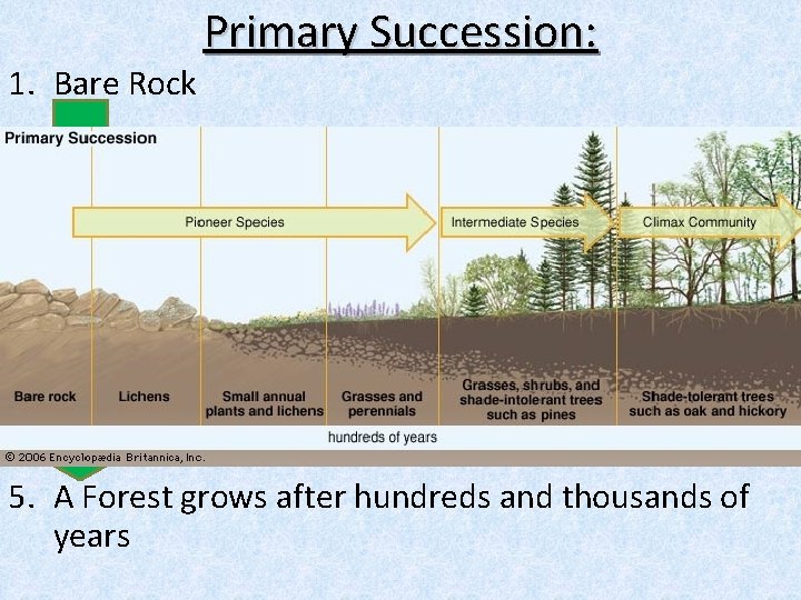 1. Bare Rock Primary Succession: 2. Lichens form on rocks, break it down in