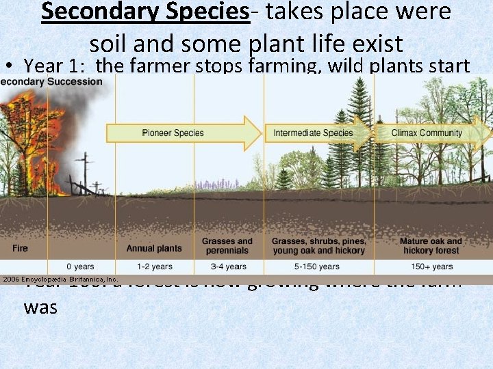 Secondary Species- takes place were soil and some plant life exist • Year 1: