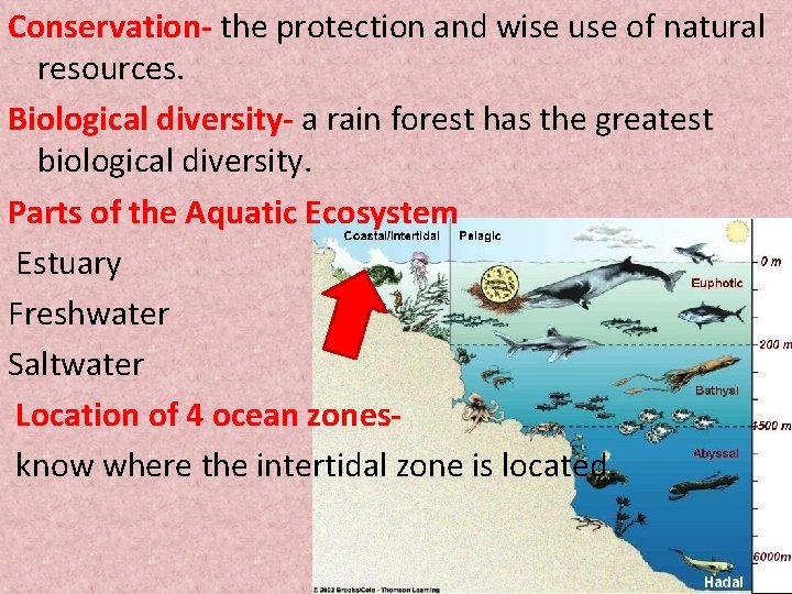 Conservation- the protection and wise use of natural resources. Biological diversity- a rain forest