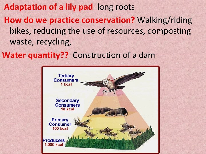  Adaptation of a lily pad long roots How do we practice conservation? Walking/riding