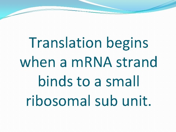 Translation begins when a m. RNA strand binds to a small ribosomal sub unit.