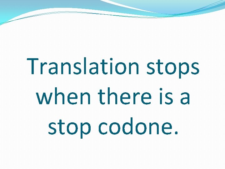 Translation stops when there is a stop codone. 
