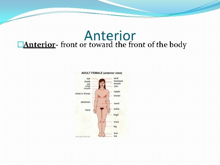 Anterior �Anterior- front or toward the front of the body 