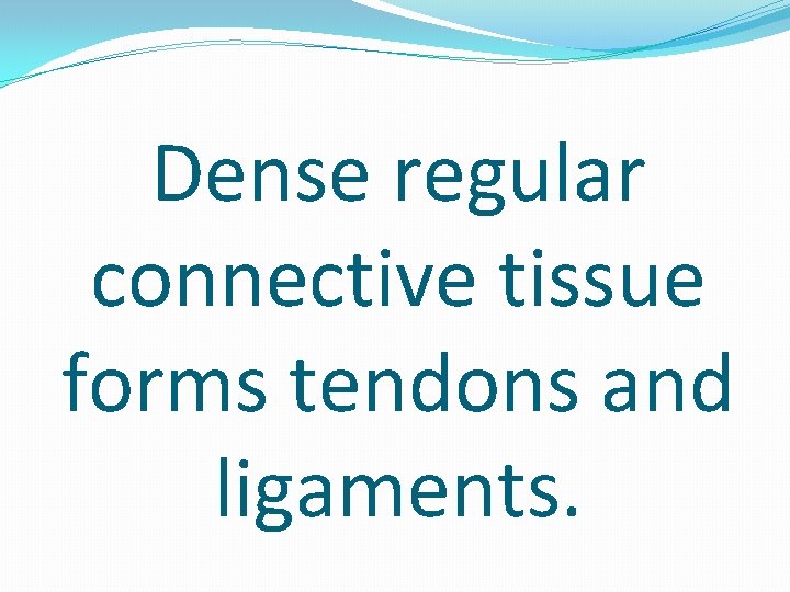 Dense regular connective tissue forms tendons and ligaments. 