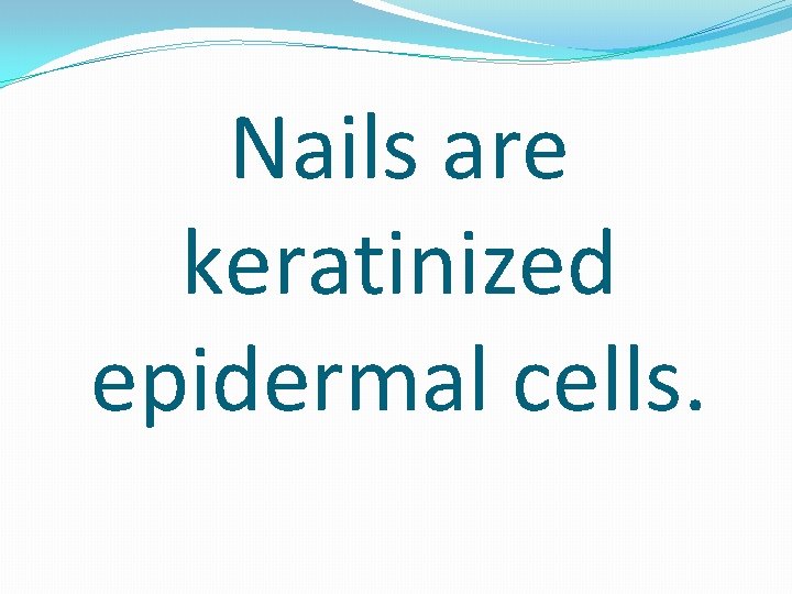 Nails are keratinized epidermal cells. 