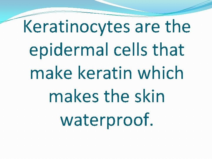 Keratinocytes are the epidermal cells that make keratin which makes the skin waterproof. 