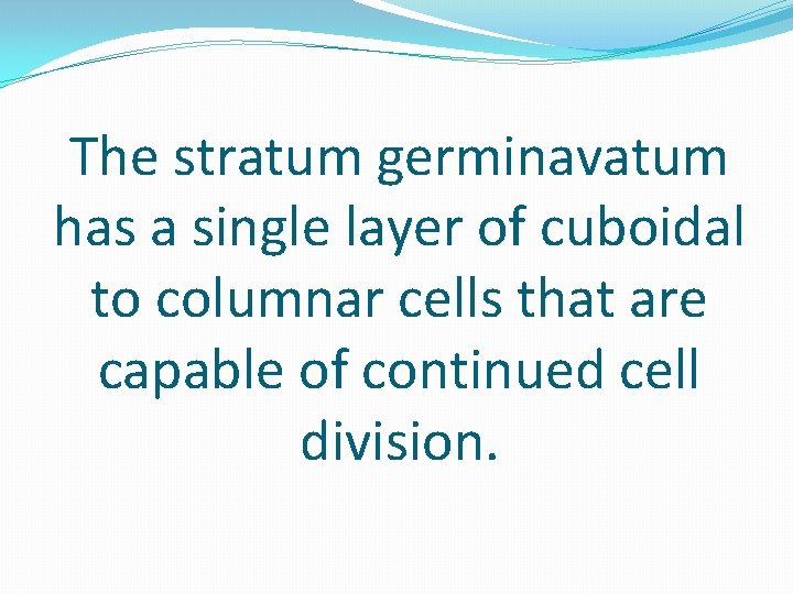 The stratum germinavatum has a single layer of cuboidal to columnar cells that are