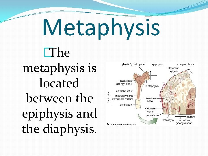 Metaphysis �The metaphysis is located between the epiphysis and the diaphysis. 