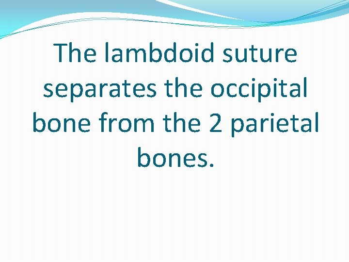 The lambdoid suture separates the occipital bone from the 2 parietal bones. 