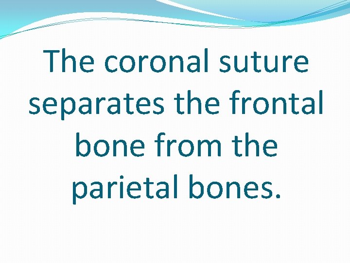 The coronal suture separates the frontal bone from the parietal bones. 