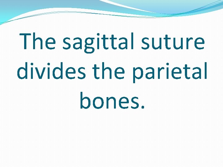 The sagittal suture divides the parietal bones. 