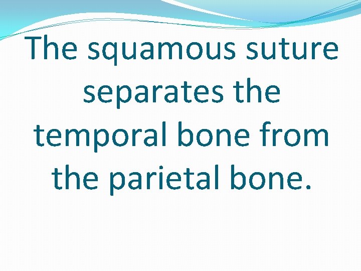 The squamous suture separates the temporal bone from the parietal bone. 