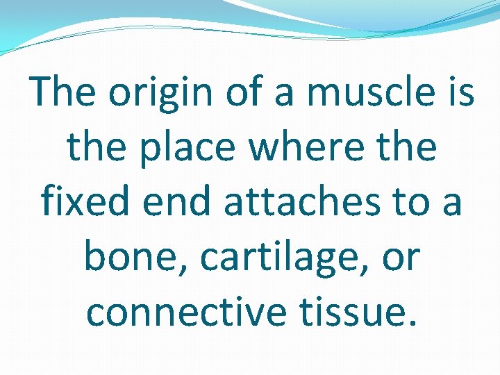 The origin of a muscle is the place where the fixed end attaches to