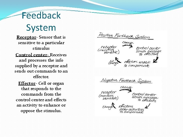 Feedback System Receptor- Sensor that is sensitive to a particular stimulus Control center- Receives