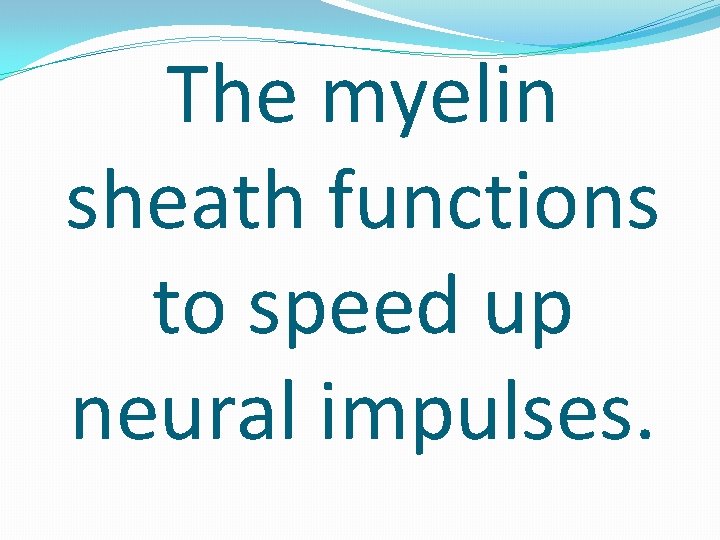 The myelin sheath functions to speed up neural impulses. 