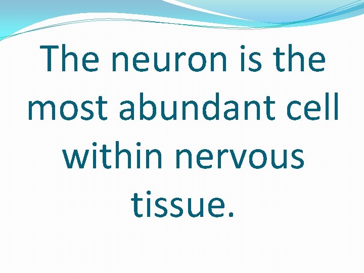 The neuron is the most abundant cell within nervous tissue. 