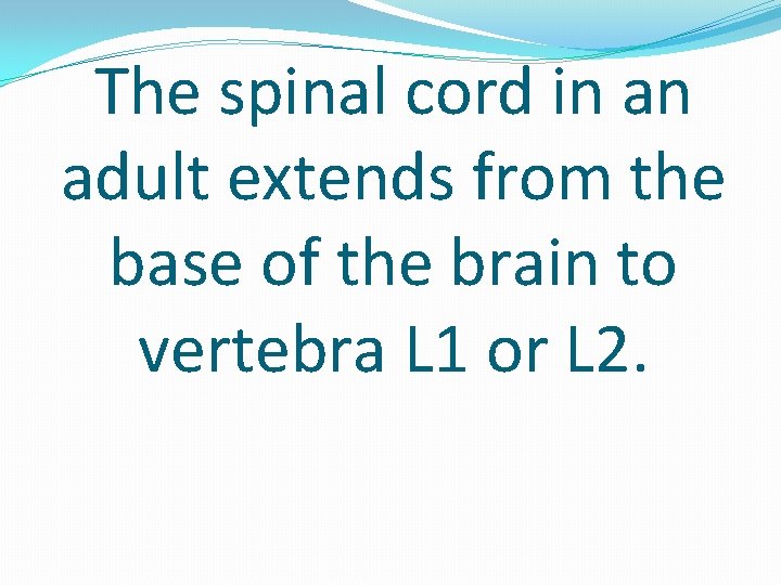 The spinal cord in an adult extends from the base of the brain to