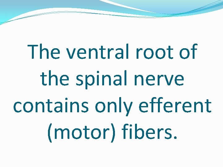 The ventral root of the spinal nerve contains only efferent (motor) fibers. 