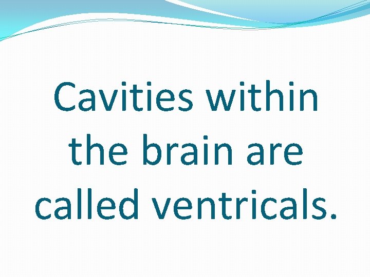 Cavities within the brain are called ventricals. 