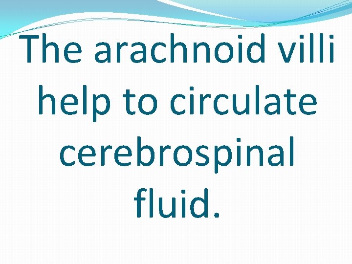 The arachnoid villi help to circulate cerebrospinal fluid. 