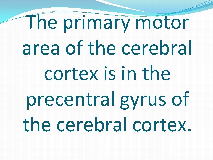The primary motor area of the cerebral cortex is in the precentral gyrus of