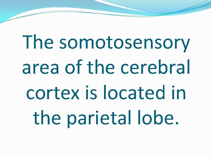The somotosensory area of the cerebral cortex is located in the parietal lobe. 