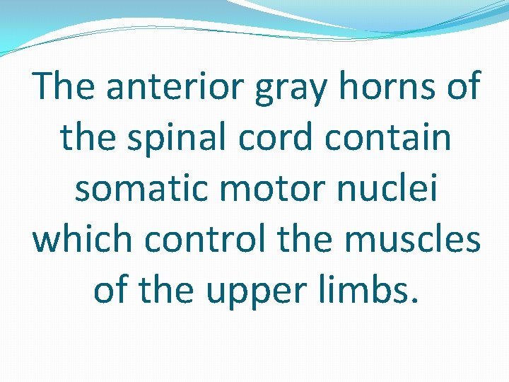 The anterior gray horns of the spinal cord contain somatic motor nuclei which control