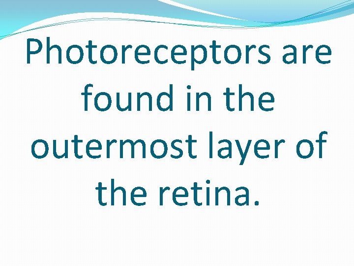 Photoreceptors are found in the outermost layer of the retina. 