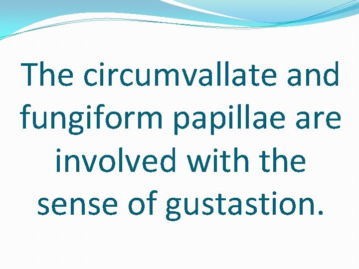 The circumvallate and fungiform papillae are involved with the sense of gustastion. 