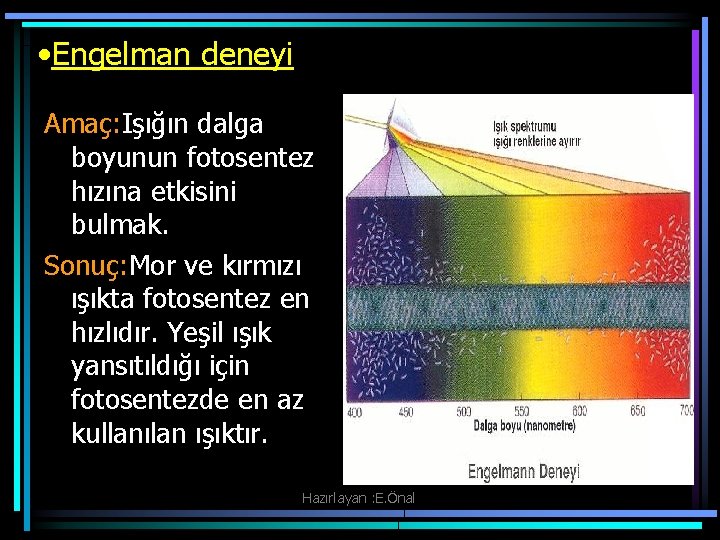  • Engelman deneyi Amaç: Işığın dalga boyunun fotosentez hızına etkisini bulmak. Sonuç: Mor