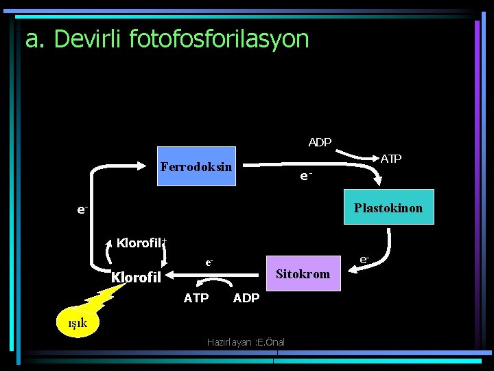 a. Devirli fotofosforilasyon ADP ATP Ferrodoksin e Plastokinon e- Klorofil+ e e- Klorofil ATP