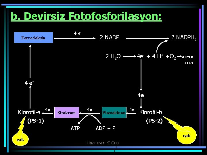 b. Devirsiz Fotofosforilasyon; 4 e- Ferrodoksin 2 NADPH 2 2 H 2 O 4