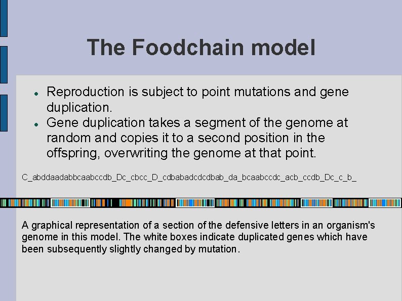 The Foodchain model Reproduction is subject to point mutations and gene duplication. Gene duplication